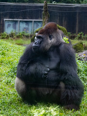 Naklejka premium 台北市立動物園
