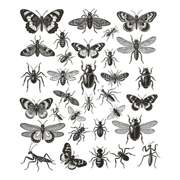 Vintage entomology icon set in classic black and white engraving style. This detailed collection features various insects