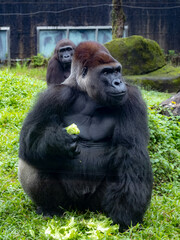台北市立動物園