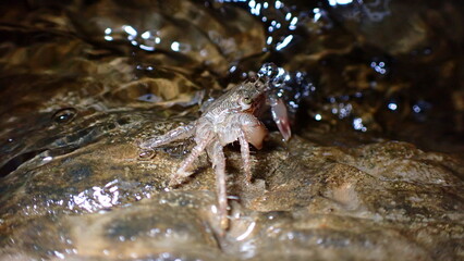 Marbled shore crab or marbled rock crab (Pachygrapsus marmoratus) at night in the littoral zone, Ligurian Sea, Italy, Imperia