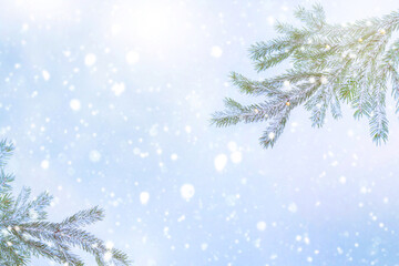 Landscape. Green fir tree branches on a blue background. Christmas card.