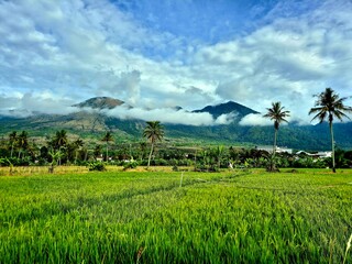 Stunning Tropical Panorama of Paddy Field, Volcanic Peaks, and Blue Sky