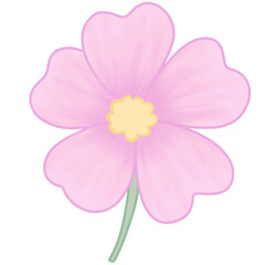 Cosmos Flower – Pink