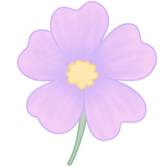 Cosmos Flower &ndash; Purple