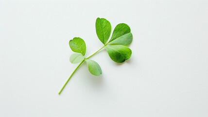 Delicate, bright green pea shoot stem and leaves isolated against a clean white background