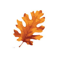 Vibrant Autumn Oak Leaf Isolated on White Nature's Seasonal Beauty