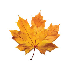 Golden Maple Leaf Autumn Beauty on White Background