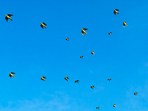 アオバト群れの飛翔