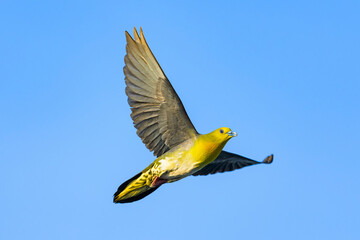 飛ぶアオバトの雄