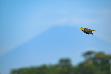 富士山とアオバト雄の飛翔