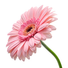 Elegant pink gerbera daisy bloom, fresh and vibrant