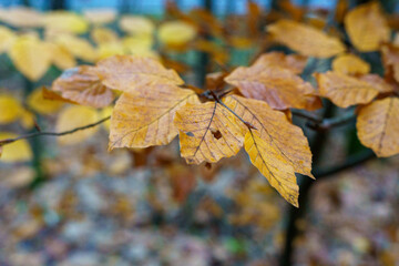 jesienne liście klonu