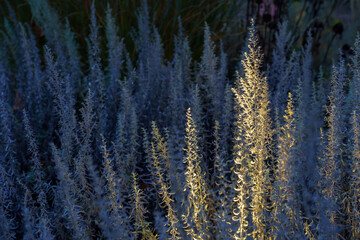 Liście i trawy w parku podświetlone lampami © rob