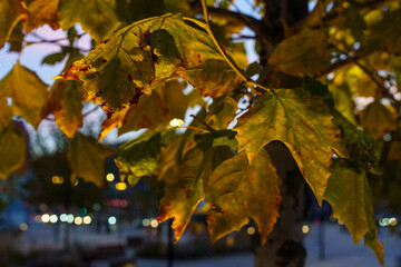 Liście i trawy w parku podświetlone lampami © rob