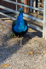 dumny jak paw niebiesko zielonkawe upierzenie © rob