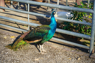 dumny jak paw niebiesko zielonkawe upierzenie © rob