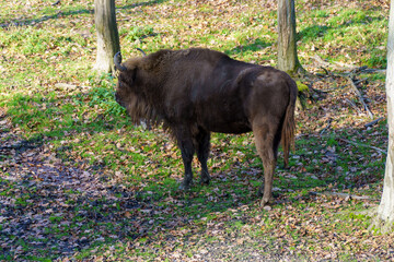 żubr w pełnej krasie na wypasie © rob
