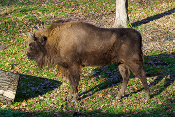 żubr w pełnej krasie na wypasie © rob