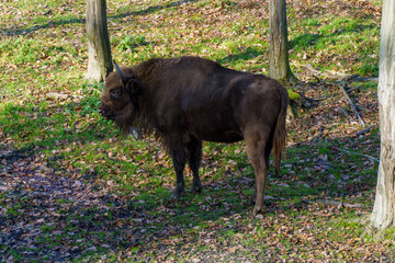 żubr w pełnej krasie na wypasie © rob