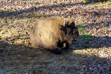 żubr w pełnej krasie na wypasie © rob