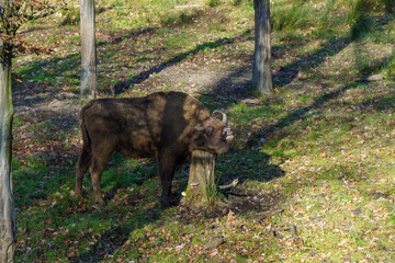 żubr w pełnej krasie na wypasie