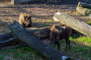 żubr w pełnej krasie na wypasie
