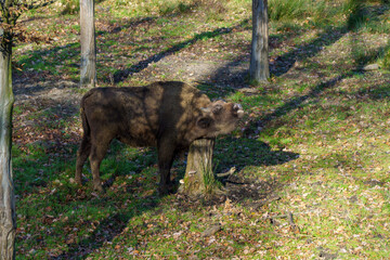 żubr w pełnej krasie na wypasie © rob