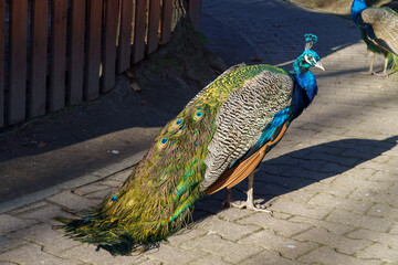 dumny jak paw niebiesko zielonkawe upierzenie © rob