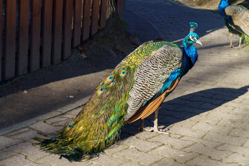 dumny jak paw niebiesko zielonkawe upierzenie © rob