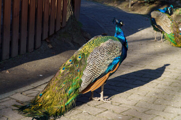 dumny jak paw niebiesko zielonkawe upierzenie © rob
