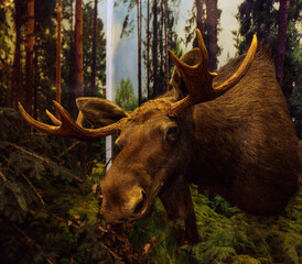 żubr w pełnej krasie na wypasie © rob