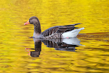 Graugans auf dem herbstlichen Teich