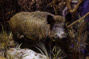 wypchana dzika zwierzyna  © rob