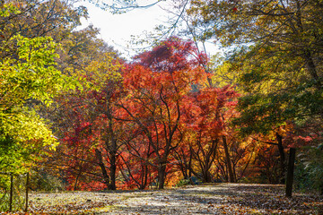 紅葉の秋