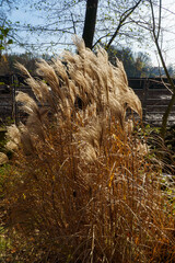 Park Pszczyna ze śląskiego rodu Promnitzów © rob