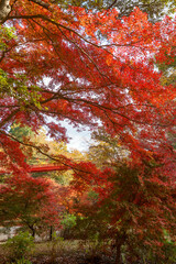 紅葉の秋