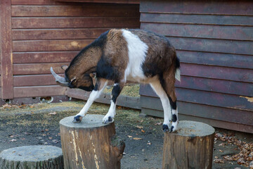 kozy w zagrodzie wygłupiają się na klocach © rob