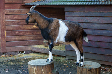 kozy w zagrodzie wygłupiają się na klocach © rob
