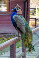 dumny jak paw niebiesko zielonkawe upierzenie © rob