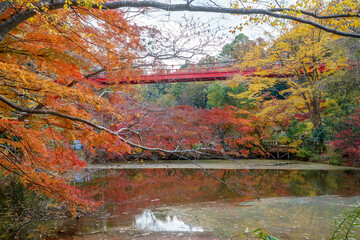 紅葉の秋