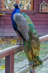 dumny jak paw niebiesko zielonkawe upierzenie © rob