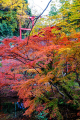 紅葉の秋