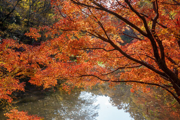 紅葉の秋