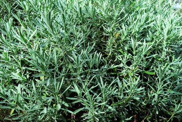 Lavender bush in autumn