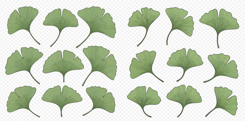 Illustration of ginkgo biloba leaves arranged in a pattern on a transparent background.