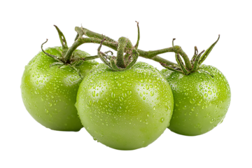 Three green tomatoes on the vine covered in water droplets  on a  isolated on transparent background