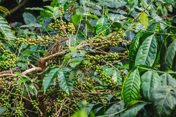 The vibrant sight of bunches of coffee seeds, known as cherries, ripening in the sun across a lush estate, marking the peak of the season. Starting with the fruitful harvest of these precious gems.