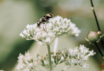 Capture the delicate beauty of a honey bee gently resting on vibrant white flowers, a vital moment in pollination and the cycle of nature.