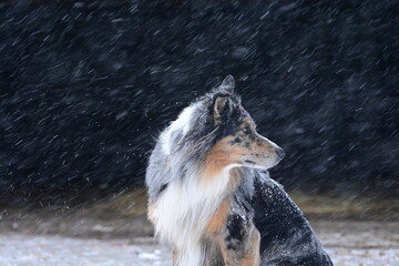 Sch&ouml;ner farbenfroher langhaariger H&uuml;tehund sitzt zufrieden bei Schneefall im Freien