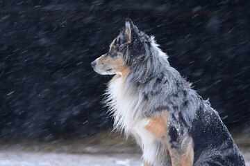 Sch&ouml;ner farbenfroher langhaariger H&uuml;tehund sitzt zufrieden bei Schneefall im Freien